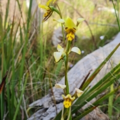 Diuris sulphurea (Tiger Orchid) at Jerrabomberra, ACT - 4 Nov 2022 by Mike
