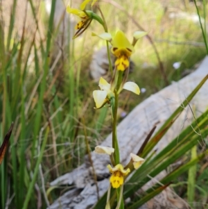 Diuris sulphurea at Jerrabomberra, ACT - suppressed