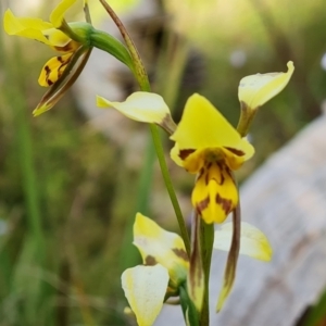 Diuris sulphurea at Jerrabomberra, ACT - suppressed