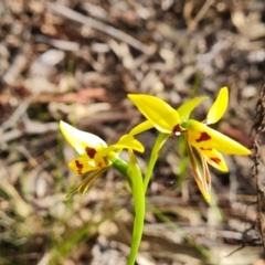 Diuris sulphurea (Tiger Orchid) at Jerrabomberra, ACT - 4 Nov 2022 by Mike