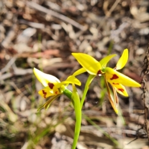 Diuris sulphurea at Jerrabomberra, ACT - 4 Nov 2022