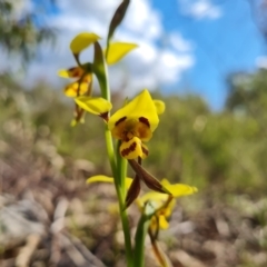 Diuris sulphurea at Jerrabomberra, ACT - 4 Nov 2022