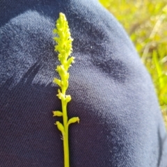 Microtis sp. (Onion Orchid) at Wanniassa Hill - 4 Nov 2022 by Mike