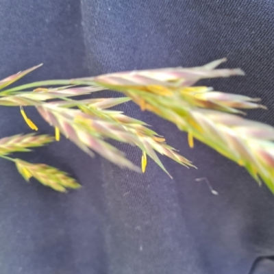 Bromus catharticus (Prairie Grass) at Isaacs Ridge and Nearby - 4 Nov 2022 by Mike