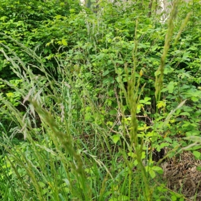 Festuca arundinacea (Tall Fescue) at Isaacs Ridge and Nearby - 4 Nov 2022 by Mike