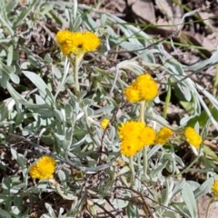 Chrysocephalum apiculatum (Common Everlasting) at Farrer, ACT - 4 Nov 2022 by Mike