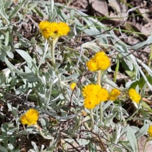 Chrysocephalum apiculatum at Farrer, ACT - 4 Nov 2022 04:17 PM