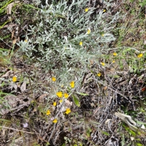 Chrysocephalum apiculatum at Farrer, ACT - 4 Nov 2022 04:17 PM