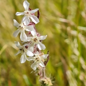 Silene gallica var. gallica at Farrer, ACT - 4 Nov 2022