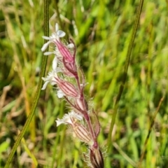 Silene gallica var. gallica at Farrer, ACT - 4 Nov 2022 04:13 PM