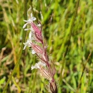 Silene gallica var. gallica at Farrer, ACT - 4 Nov 2022