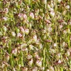 Briza minor (Shivery Grass) at Farrer, ACT - 4 Nov 2022 by Mike