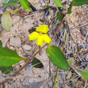 Goodenia hederacea subsp. hederacea at Farrer, ACT - 4 Nov 2022