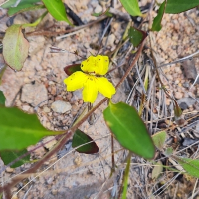 Goodenia hederacea subsp. hederacea (Ivy Goodenia, Forest Goodenia) at Farrer Ridge - 4 Nov 2022 by Mike