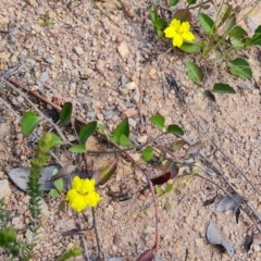 Goodenia hederacea subsp. hederacea at Farrer, ACT - 4 Nov 2022 03:40 PM