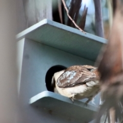 Dacelo novaeguineae (Laughing Kookaburra) at Hughes, ACT - 4 Nov 2022 by LisaH