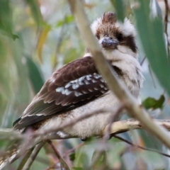 Dacelo novaeguineae at Hughes, ACT - 4 Nov 2022