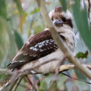 Dacelo novaeguineae at Hughes, ACT - 4 Nov 2022