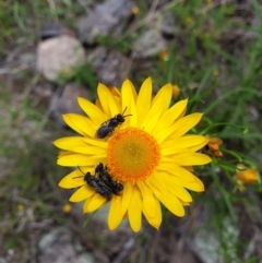 Lasioglossum (Chilalictus) lanarium (Halictid bee) at Mount Mugga Mugga - 4 Nov 2022 by Detritivore