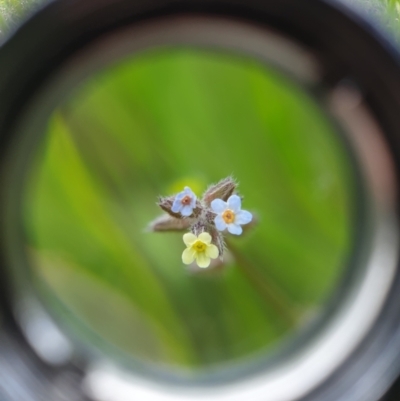 Myosotis discolor (Forget-me-not) at Mount Mugga Mugga - 4 Nov 2022 by Detritivore