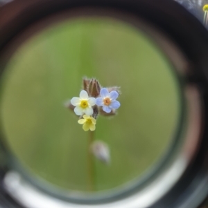 Myosotis discolor at Jerrabomberra, ACT - 4 Nov 2022 04:54 PM