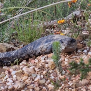 Tiliqua scincoides scincoides at Bungendore, NSW - 4 Nov 2022