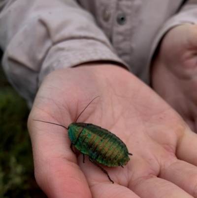 Polyzosteria viridissima (Alpine Metallic Cockroach) at Namadgi National Park - 4 Nov 2022 by Detritivore