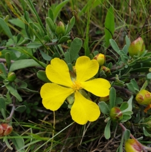 Hibbertia obtusifolia at Jerrabomberra, ACT - 4 Nov 2022