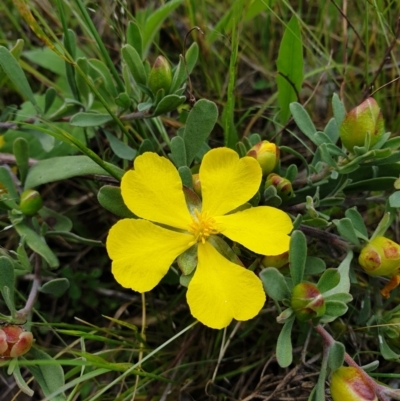 Hibbertia obtusifolia (Grey Guinea-flower) at Jerrabomberra, ACT - 4 Nov 2022 by Detritivore