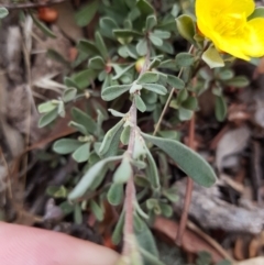 Hibbertia obtusifolia at Jerrabomberra, ACT - 4 Nov 2022