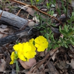 Hibbertia obtusifolia at Jerrabomberra, ACT - 4 Nov 2022