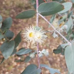 Eucalyptus cinerea at Jerrabomberra, ACT - 4 Nov 2022 07:27 PM