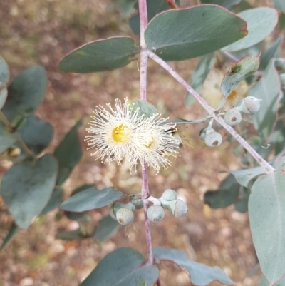 Eucalyptus cinerea (Argyle Apple) at Mount Mugga Mugga - 4 Nov 2022 by Detritivore