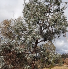 Eucalyptus cinerea at Jerrabomberra, ACT - 4 Nov 2022