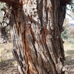 Eucalyptus cinerea at Jerrabomberra, ACT - 4 Nov 2022 07:27 PM