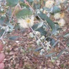 Eucalyptus cinerea at Jerrabomberra, ACT - 4 Nov 2022