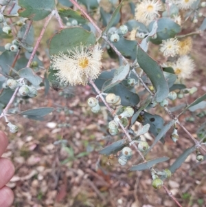 Eucalyptus cinerea at Jerrabomberra, ACT - 4 Nov 2022 07:27 PM