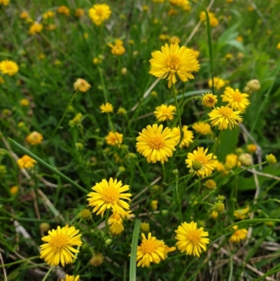 Calotis lappulacea (Yellow Burr Daisy) at Mount Mugga Mugga - 4 Nov 2022 by Detritivore