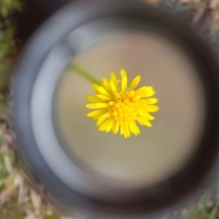 Calotis lappulacea at Jerrabomberra, ACT - 4 Nov 2022