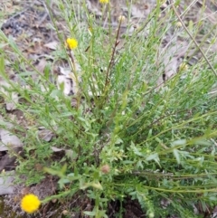 Calotis lappulacea at Jerrabomberra, ACT - 4 Nov 2022