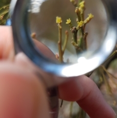 Exocarpos cupressiformis (Cherry Ballart) at Jerrabomberra, ACT - 4 Nov 2022 by Detritivore