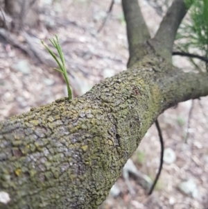 Exocarpos cupressiformis at Jerrabomberra, ACT - 4 Nov 2022 07:35 PM