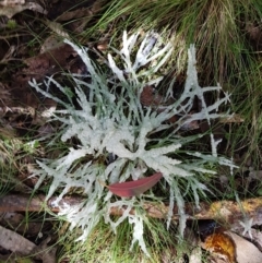 Mucilago crustacea (Dog Sick Slime Mould) at Paddys River, ACT - 20 Oct 2020 by Detritivore