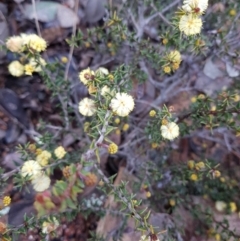 Acacia gunnii (Ploughshare Wattle) at Paddys River, ACT - 20 Jul 2021 by Detritivore
