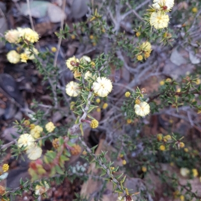 Acacia gunnii (Ploughshare Wattle) at Paddys River, ACT - 20 Jul 2021 by Detritivore