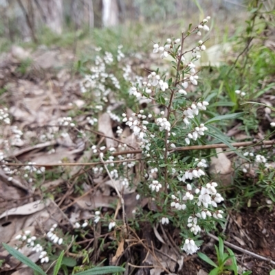 Cryptandra amara (Bitter Cryptandra) at Jerrabomberra, ACT - 27 Jul 2021 by Detritivore