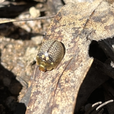 Paropsisterna decolorata (A Eucalyptus leaf beetle) at Namadgi National Park - 3 Nov 2022 by chromo