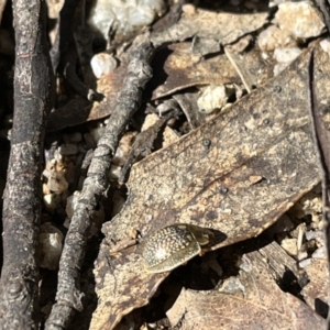 Paropsisterna decolorata at Tennent, ACT - 4 Nov 2022