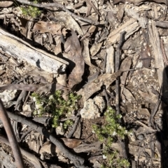 Paropsisterna decolorata at Tennent, ACT - 4 Nov 2022