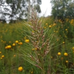 Austrostipa sp. (A Corkscrew Grass) at Fadden, ACT - 22 Nov 2021 by Detritivore